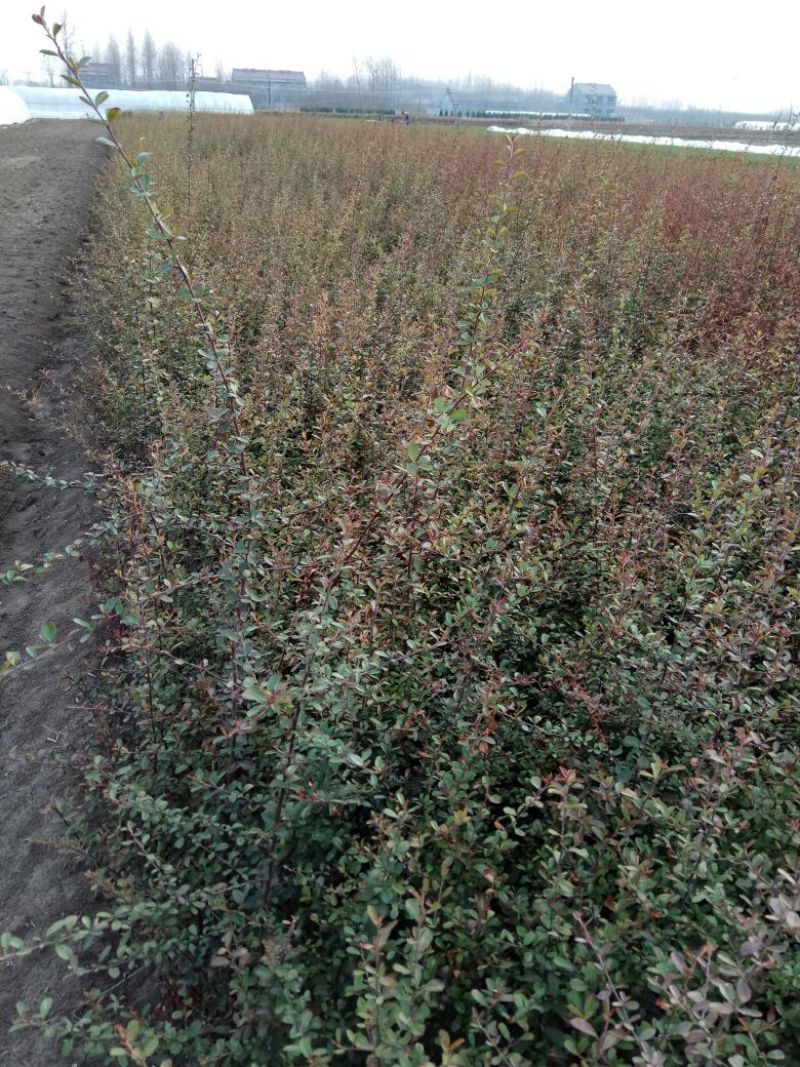 【精品推荐】现挖现发苗圃直发火棘苗.火棘杯苗欢迎