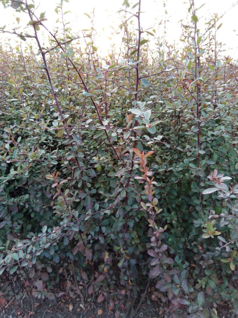 【精品推荐】现挖现发苗圃直发火棘苗.火棘杯苗欢迎