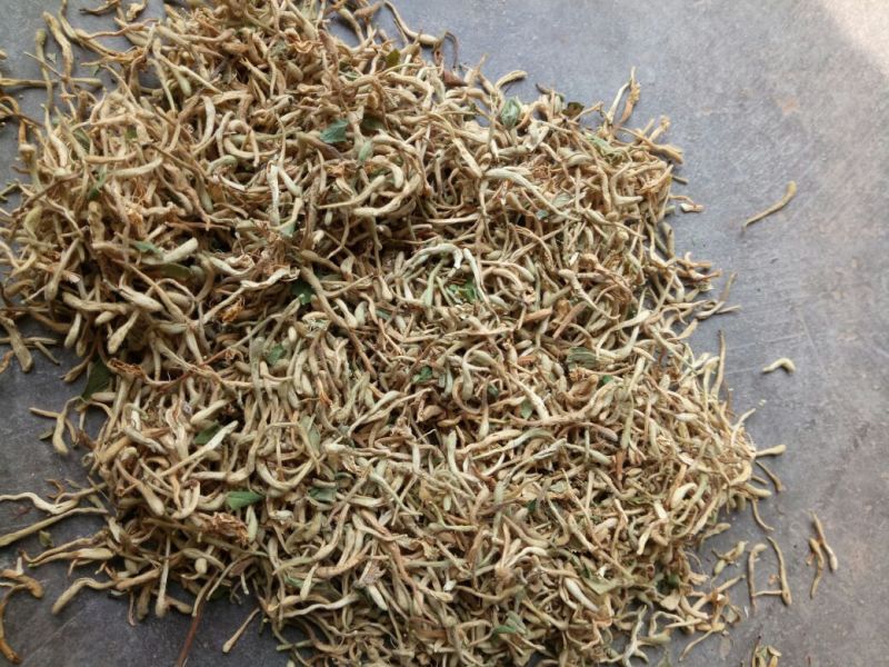金银花统花常年大量供应山东道地各种中药材