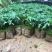 优质黄金木瓜，大青大白红肉水果木瓜，基地直销种植当年结果