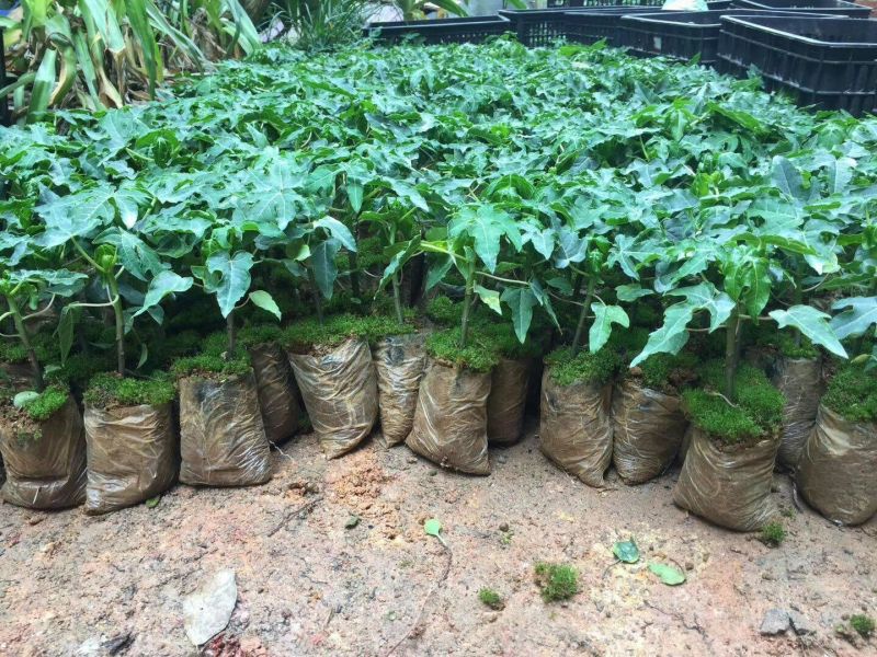 优质黄金木瓜，大青大白红肉水果木瓜，基地直销种植当年结果