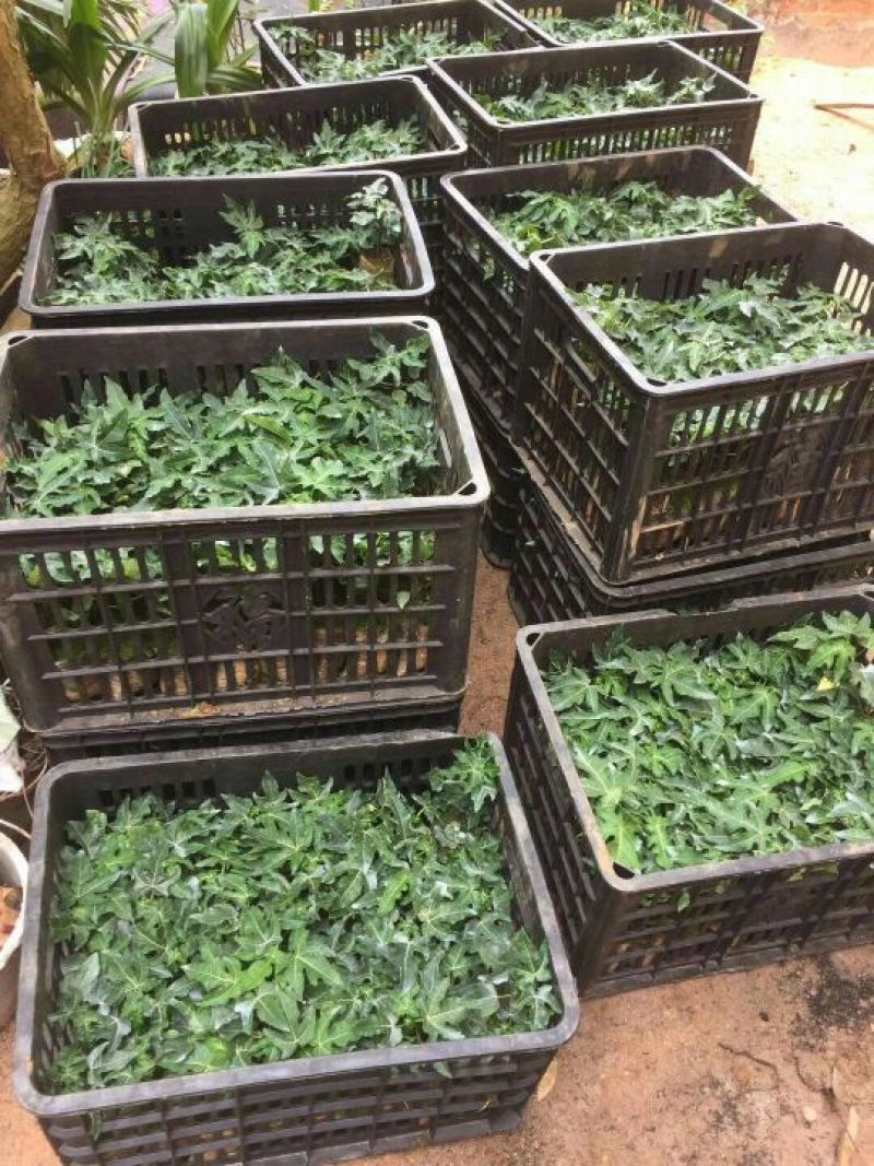 优质黄金木瓜，大青大白红肉水果木瓜，基地直销种植当年结果