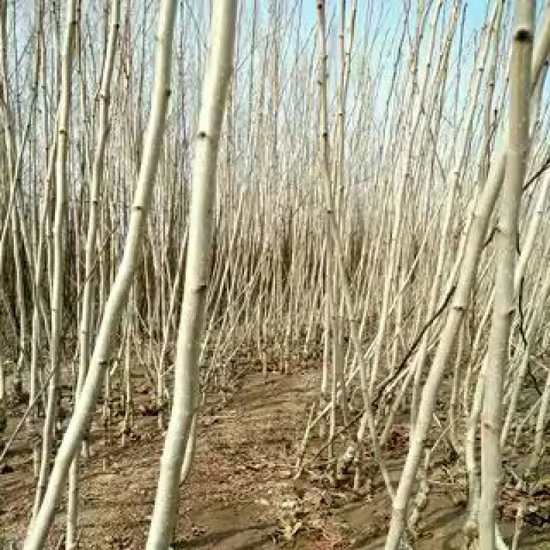 甜红子山楂苗精品苗，可以签合同，根系非常发达，产地直发
