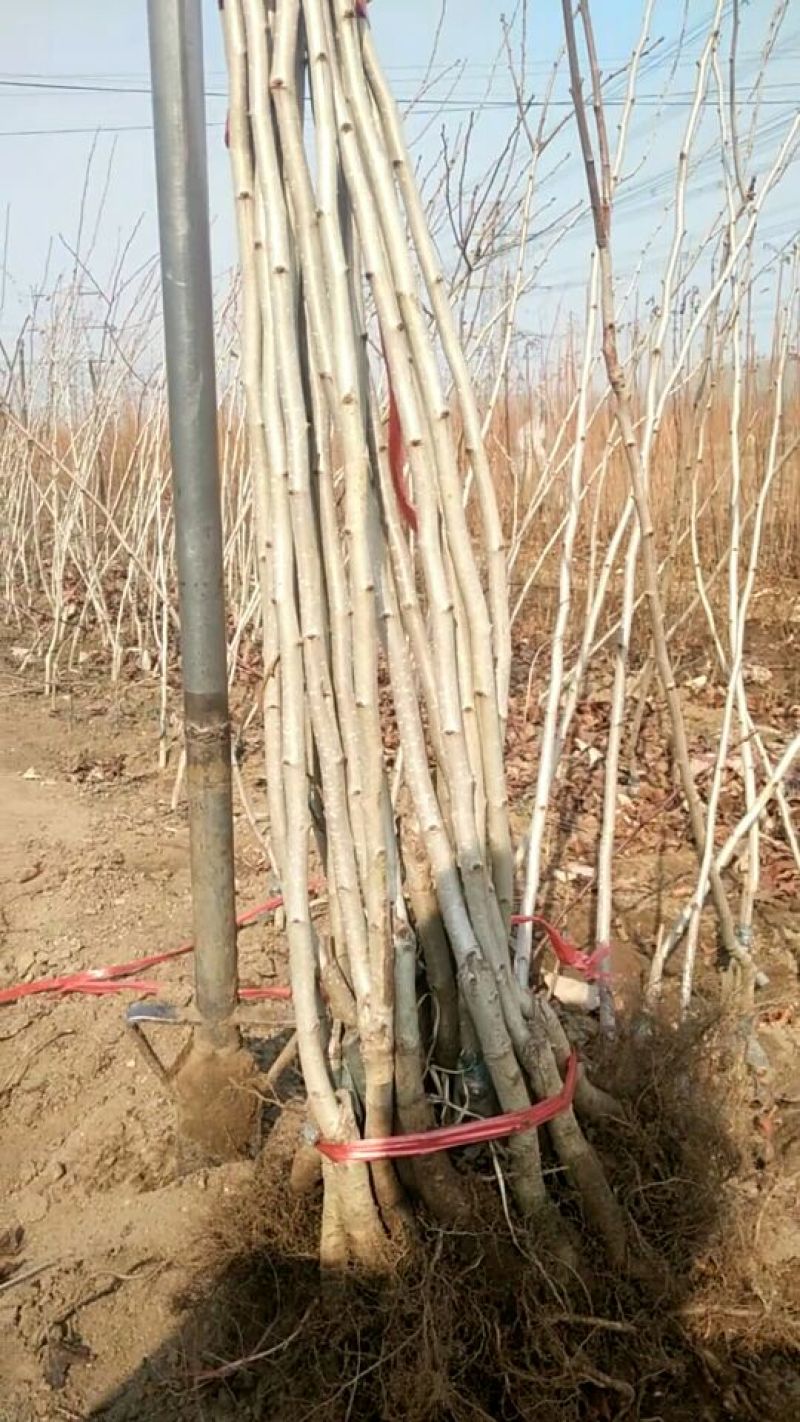 甜红子山楂苗精品苗，可以签合同，根系非常发达，产地直发