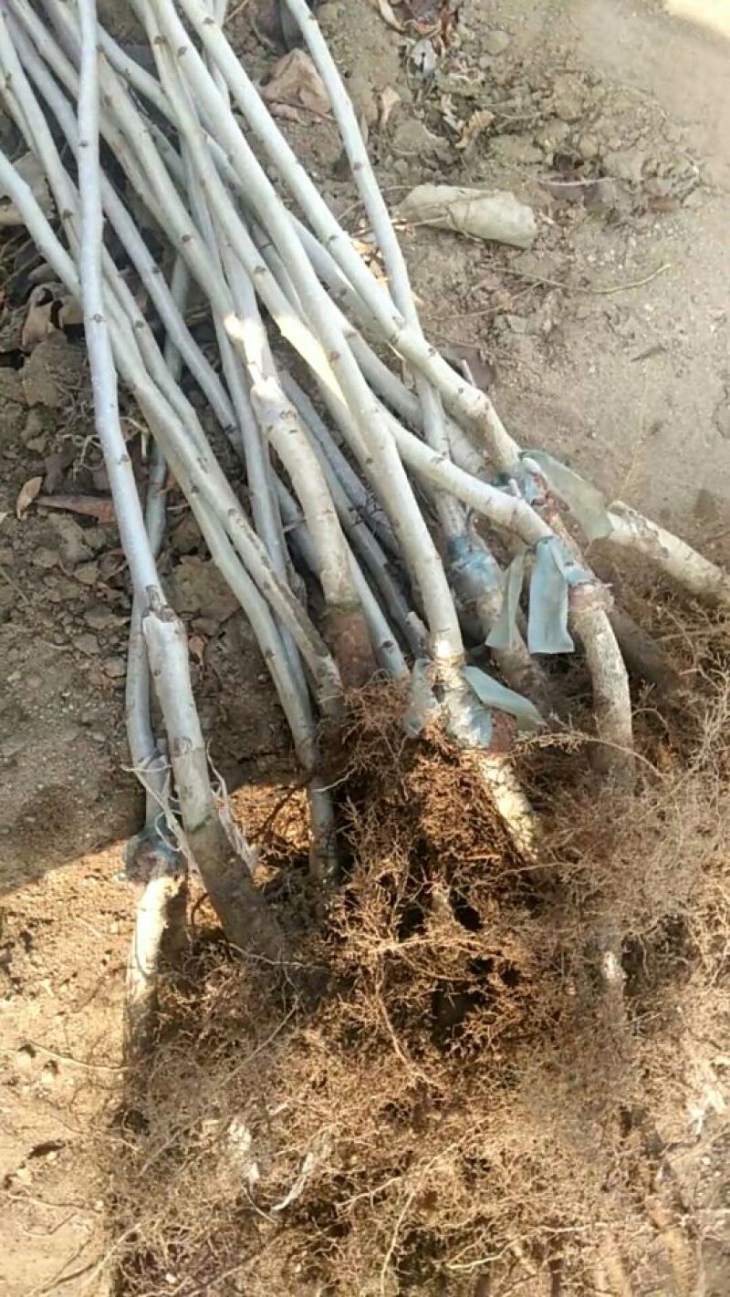 甜红子山楂苗精品苗，可以签合同，根系非常发达，产地直发
