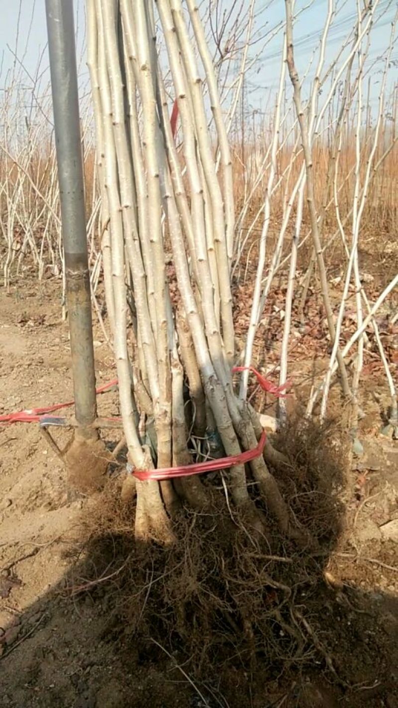 甜红子山楂苗精品苗，可以签合同，根系非常发达，产地直发