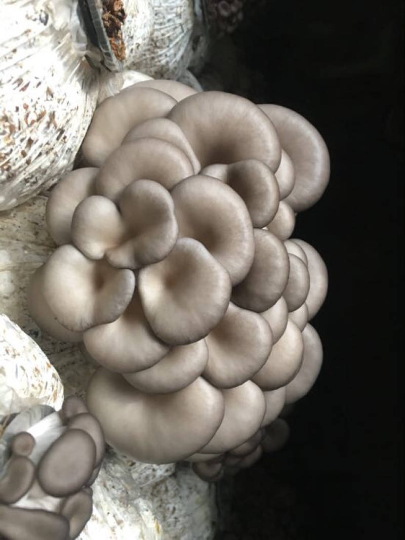 平菇3~5cm浅灰色厚