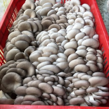 平菇3~5cm浅灰色厚