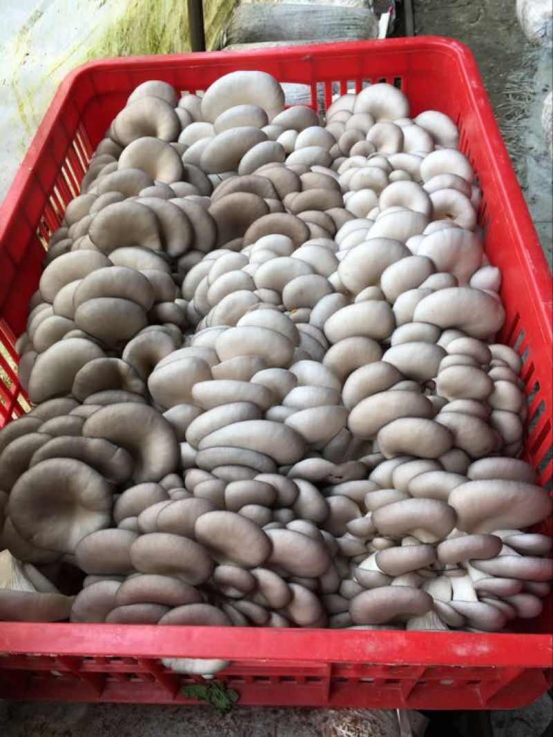 平菇3~5cm浅灰色厚