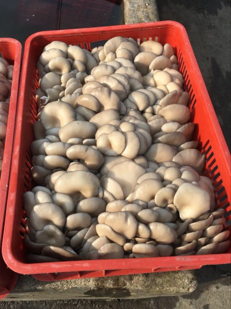 平菇3~5cm浅灰色厚