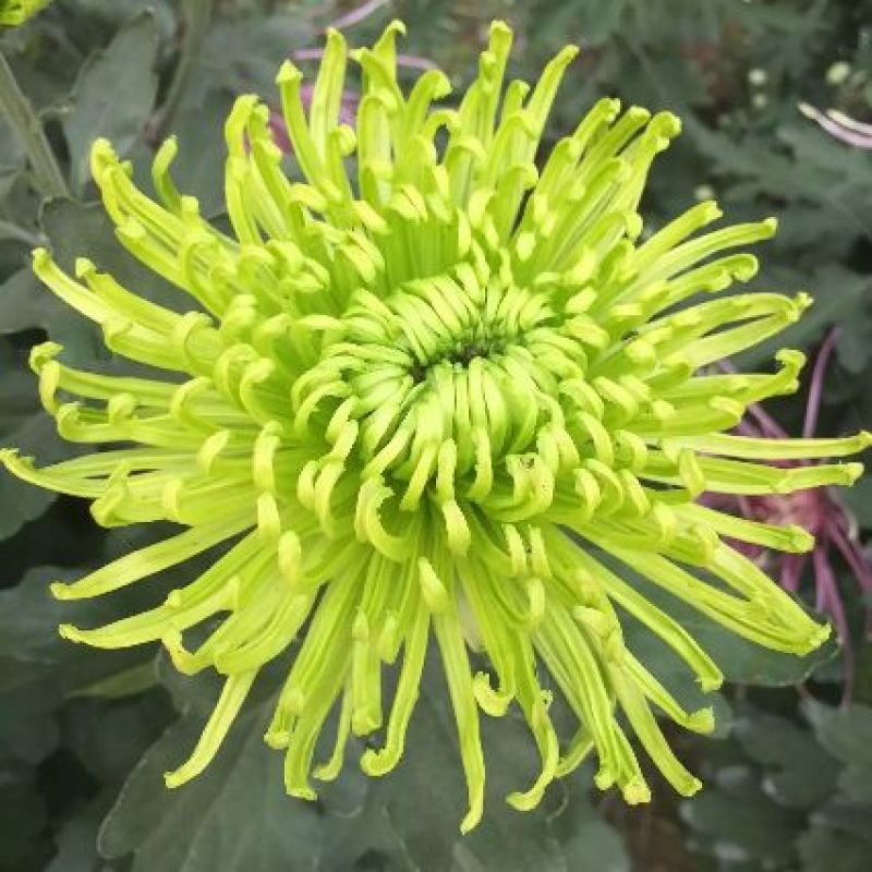 菊花苗