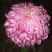 菊花苗