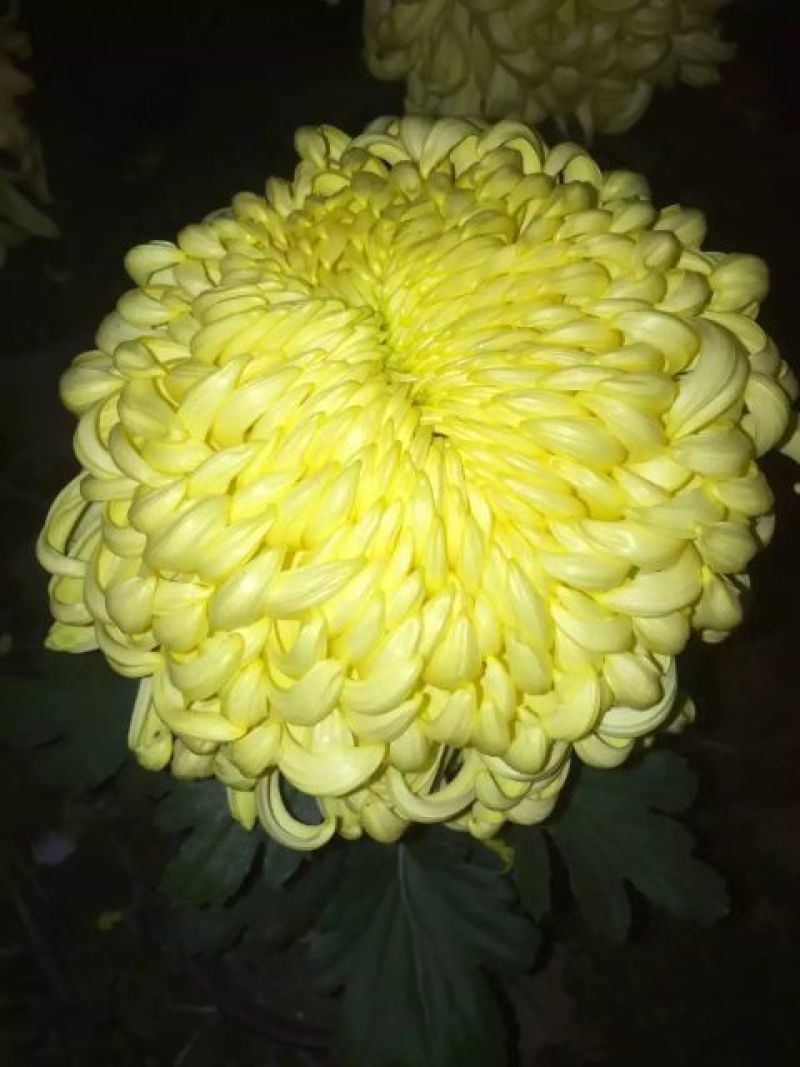 菊花苗