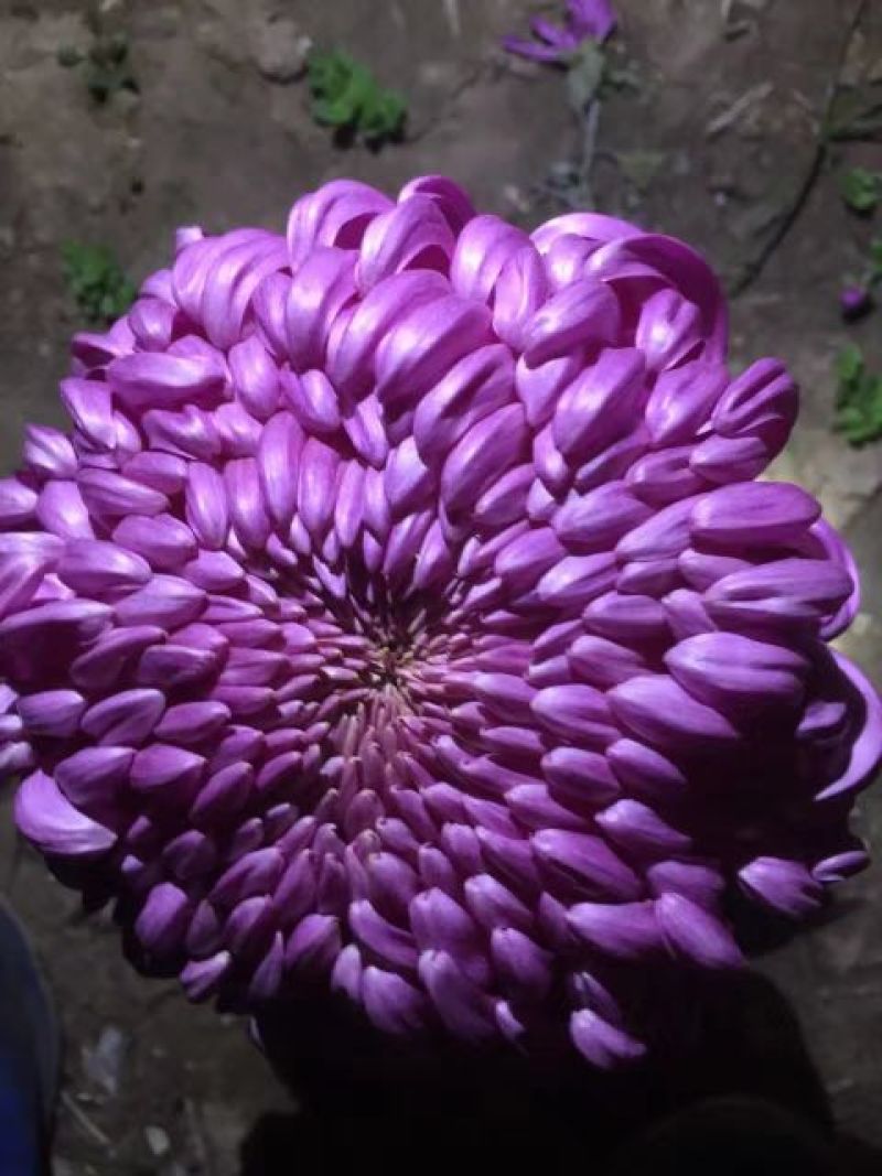 菊花苗
