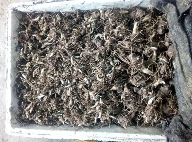 多芽七叶一枝花重楼高产品种人工种植繁育好品种
