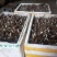 多芽七叶一枝花重楼高产品种人工种植繁育好品种