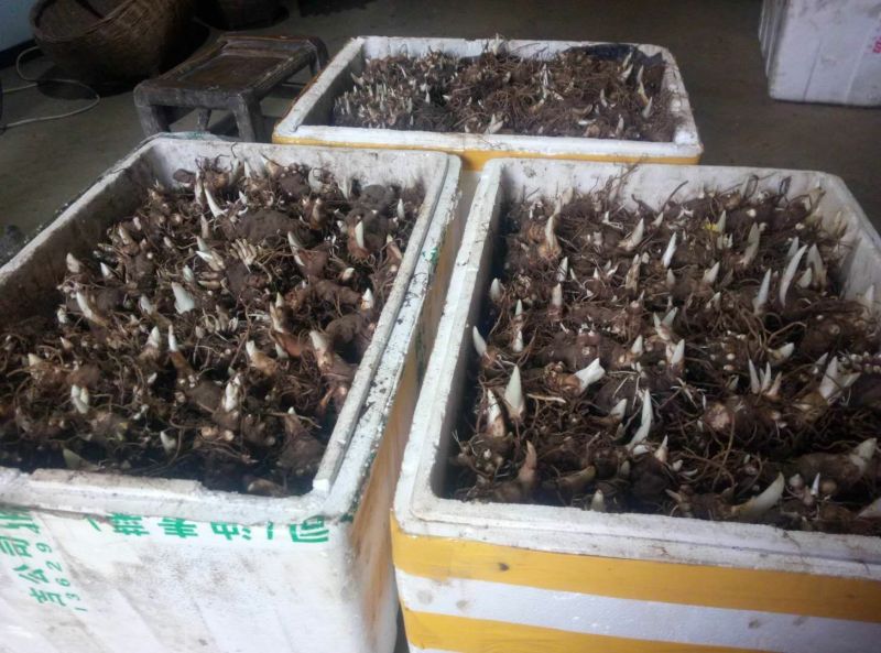 多芽七叶一枝花重楼高产品种人工种植繁育好品种