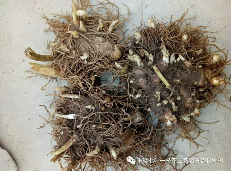 多芽七叶一枝花重楼高产品种人工种植繁育好品种