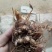 多芽七叶一枝花重楼高产品种人工种植繁育好品种