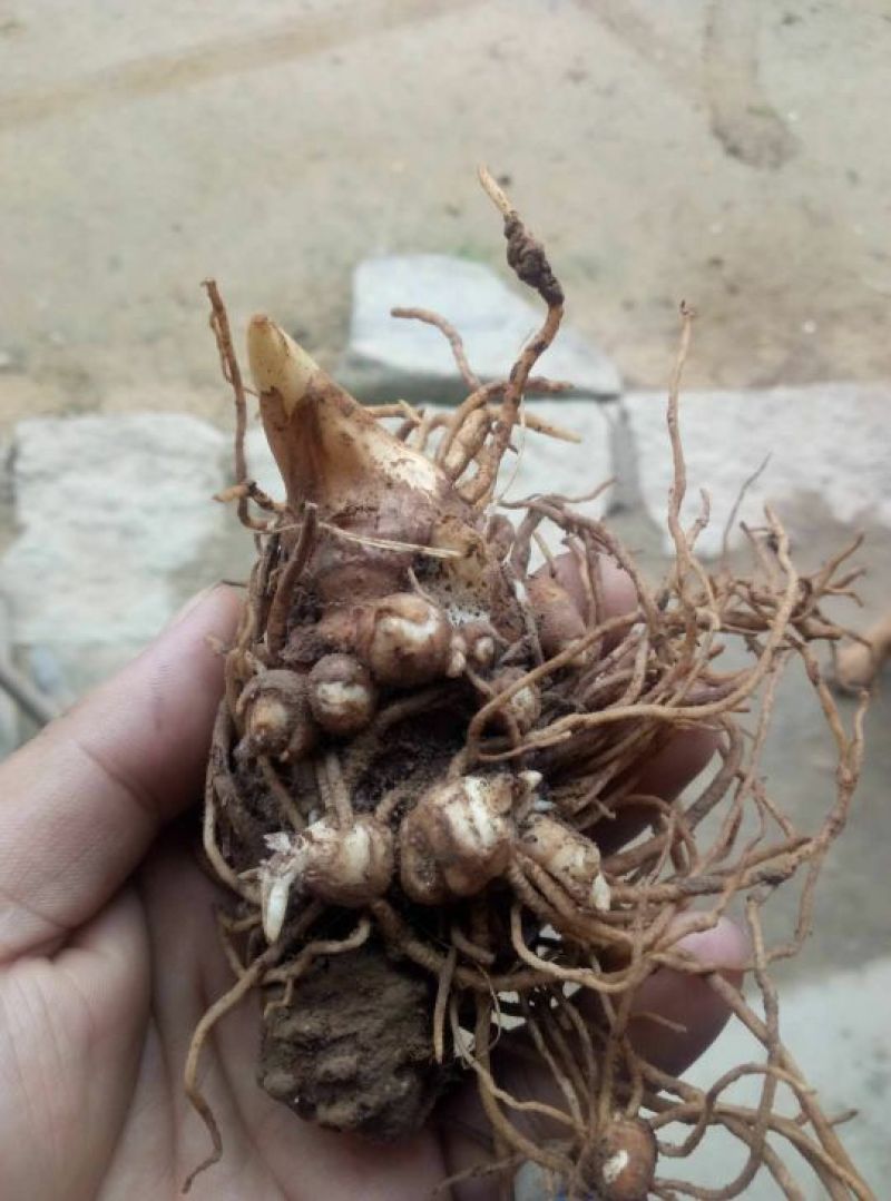 多芽七叶一枝花重楼高产品种人工种植繁育好品种