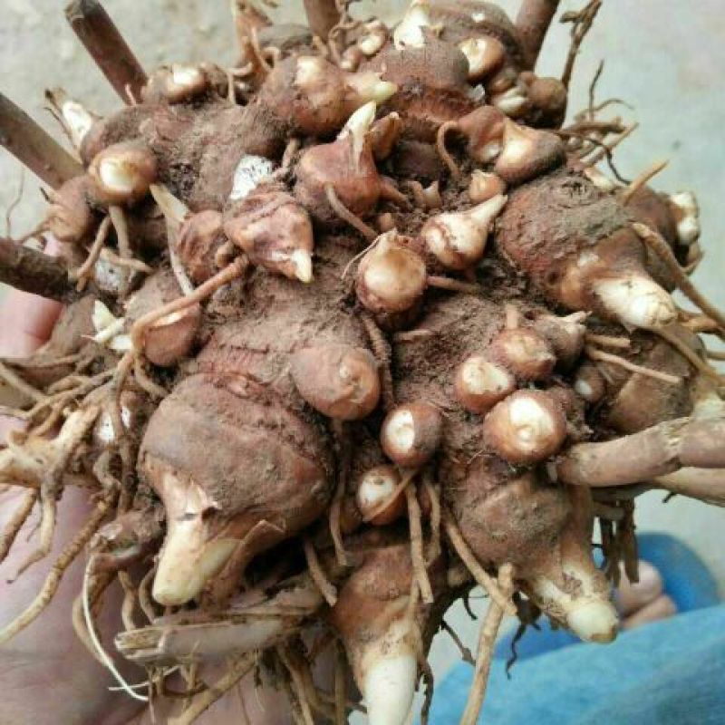 多芽七叶一枝花重楼高产品种人工种植繁育好品种