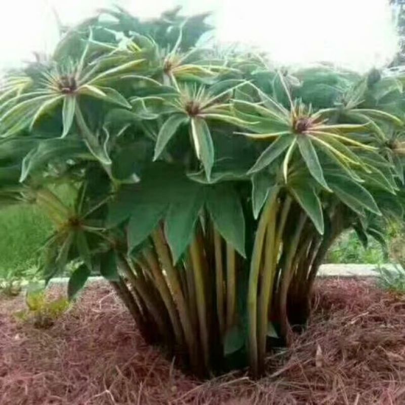 多芽七叶一枝花重楼高产品种人工种植繁育好品种