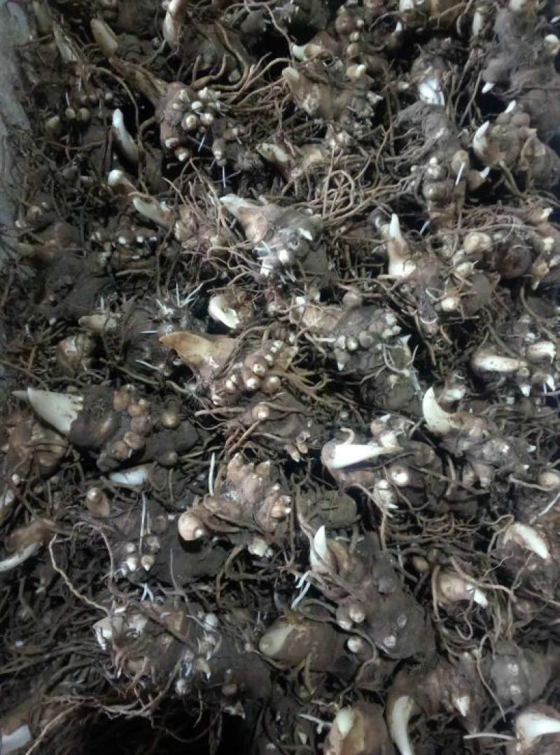 多芽七叶一枝花重楼高产品种人工种植繁育好品种