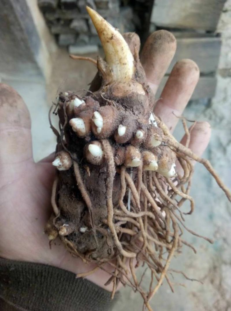 多芽七叶一枝花重楼高产品种人工种植繁育好品种