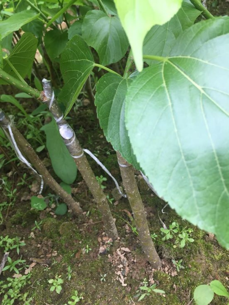 长果桑树苗30~40cm