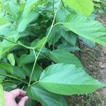 长果桑树苗30~40cm