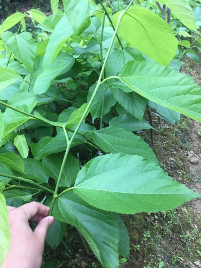 长果桑树苗30~40cm
