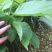 长果桑树苗30~40cm