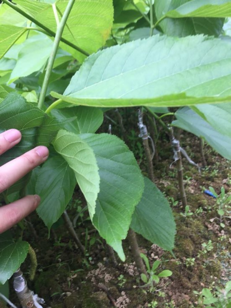 长果桑树苗30~40cm