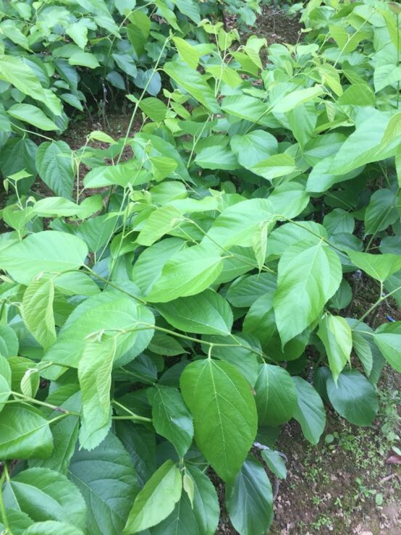 长果桑树苗30~40cm