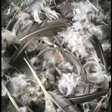 鹅毛
