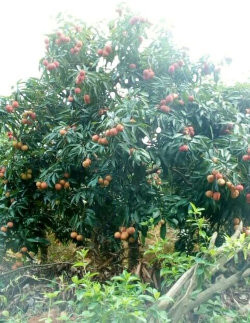 无核荔枝苗50~80cm