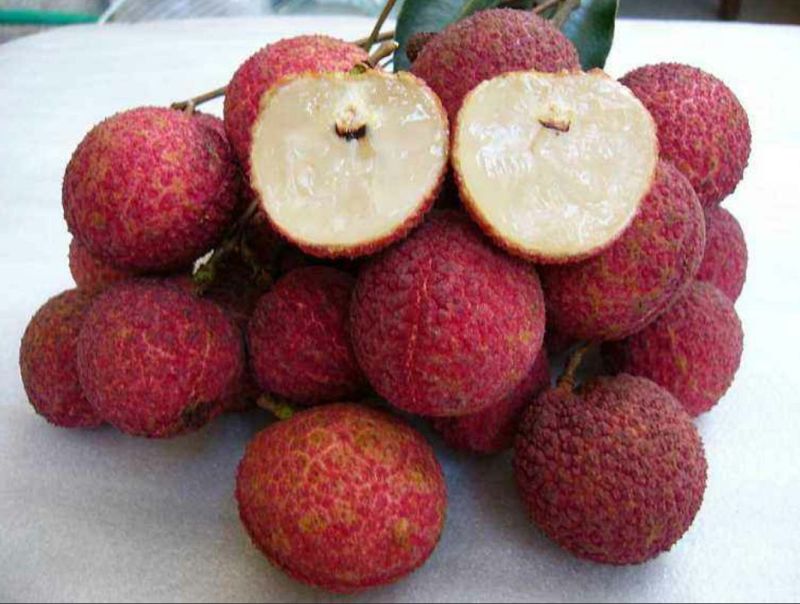 无核荔枝苗50~80cm