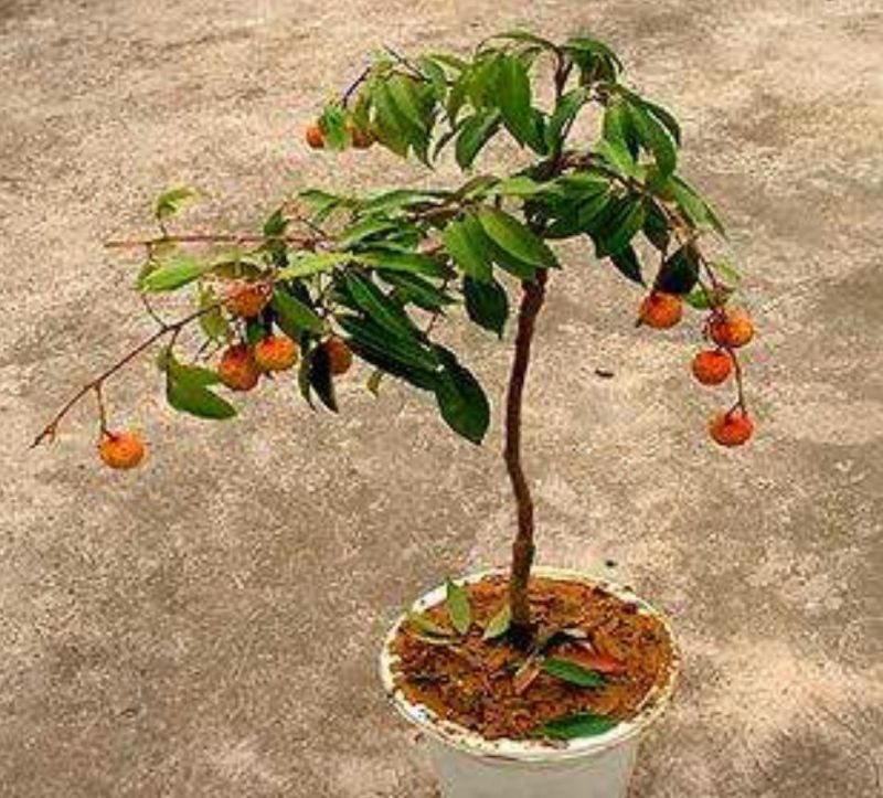 无核荔枝苗50~80cm