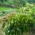 无核荔枝苗50~80cm