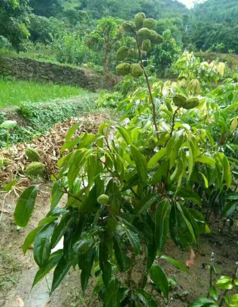 无核荔枝苗50~80cm