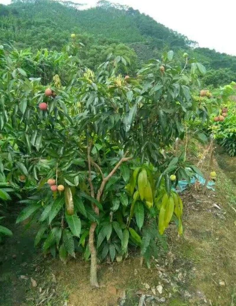 无核荔枝苗50~80cm