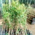 无核荔枝苗50~80cm