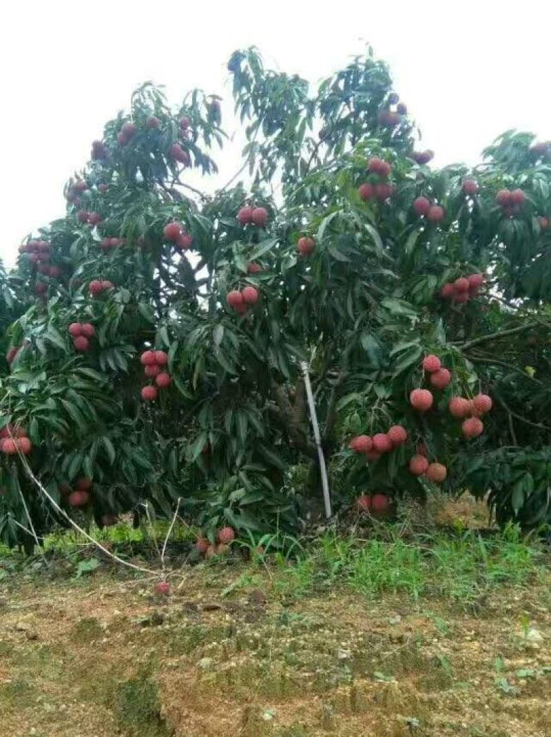 无核荔枝苗50~80cm