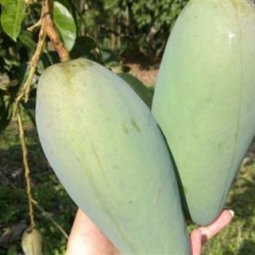 金煌芒树苗1~1.5m