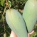 金煌芒树苗1~1.5m