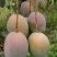 金煌芒树苗1~1.5m