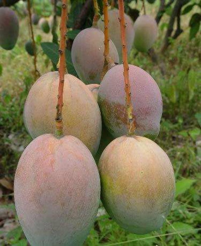 金煌芒树苗1~1.5m