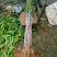 金煌芒树苗1~1.5m