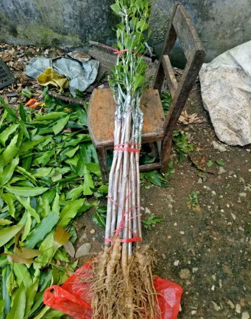 金煌芒树苗1~1.5m