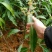 金煌芒树苗1~1.5m